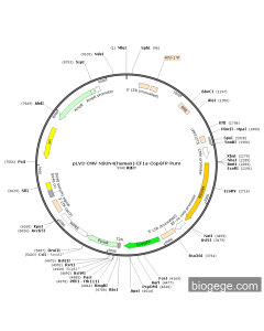 pLV3-CMV-NSUN4(human)-EF1a-CopGFP-Puro