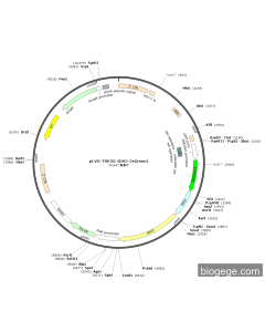 pLVX-TRE3G-IDH2-ZsGreen1