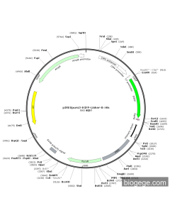 pIRESPuro3-EGFP-Linker-8×His