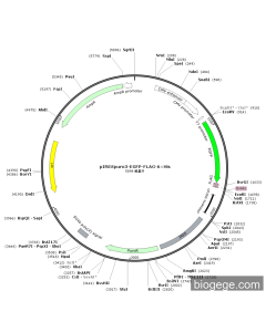 pIRESPuro3-EGFP-FLAG-6×His