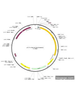 pT7-6×His-SLC5A1(human)
