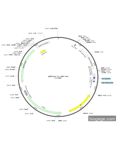 pSilencer 4.1-CMV-Neo