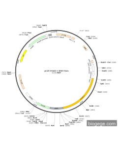 pLVX-prmt5-r-IRES-Puro