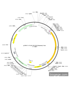 pCMV-3×FLAG-SLC5A1(human)-Neo