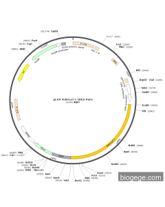 pLVX-Kdm1aT-r-IRES-Puro