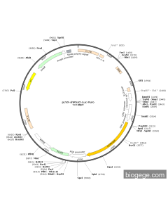 pLVX-shRNA2-Luc-Puro