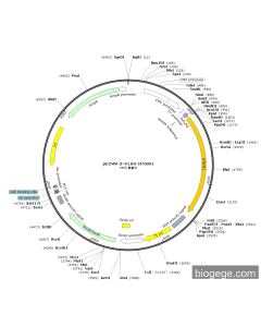 pECMV-3×FLAG-IFNGR1