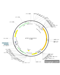 pECMV-3×FLAG-KLHL41