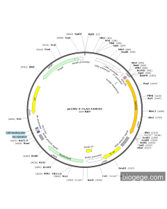 pECMV-3×FLAG-FAM53C