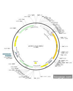 pECMV-3×FLAG-OSBPL2