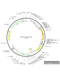 pECMV-3×FLAG-VENUS
