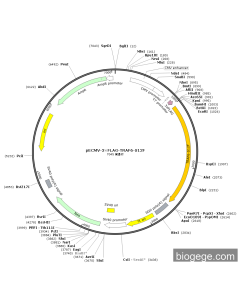 pECMV-3×FLAG-TRAF6-S12F