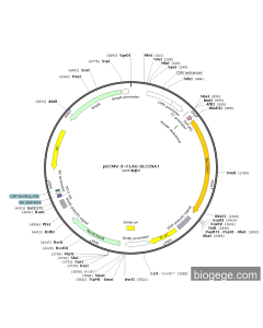 pECMV-3×FLAG-SLC39A7