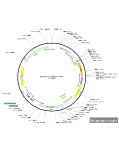 pECMV-3×FLAG-H-FABP