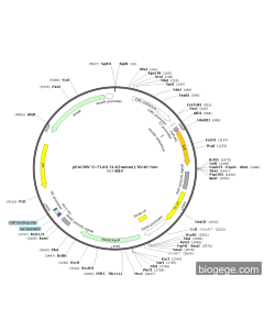 pEnCMV-3×FLAG-IL4(human)-SV40-Neo