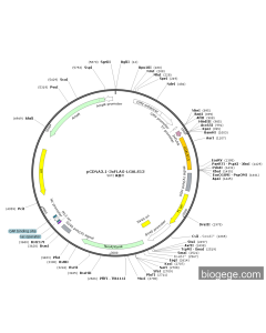 pECMV-3×FLAG-LGALS13