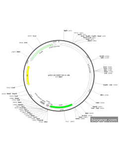 pAC5.1b-EGFP-V5-6×His