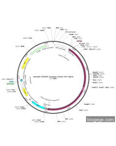GeneArt CRISPR Nuclease Vector-OFP-gRNA