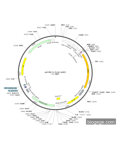 pECMV-3×FLAG-AAR2