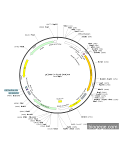 pECMV-3×FLAG-DNAJA4
