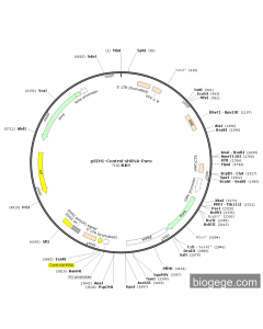 pSIH1-Control-shRNA-Puro