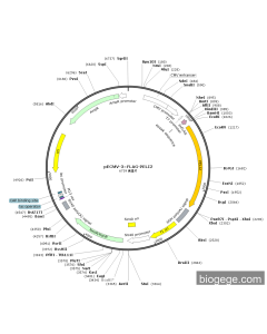 pECMV-3×FLAG-PELI2