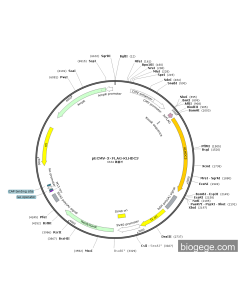 pECMV-3×FLAG-KLHDC3