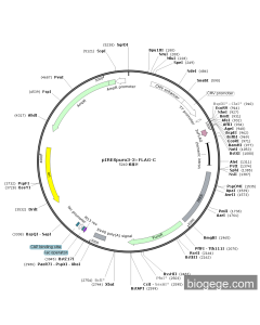pIRESPuro3-3×FLAG-C