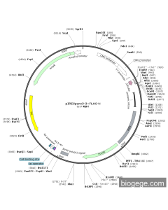 pIRESPuro3-3×FLAG-N