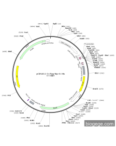 pECMV-3×FLAG-Myc-6×His