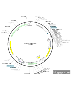 pCDNA4-To-Myc-HisB