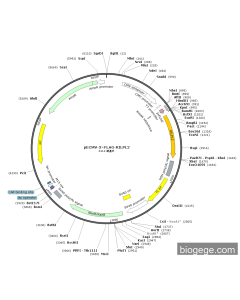 pECMV-3×FLAG-RILPL2