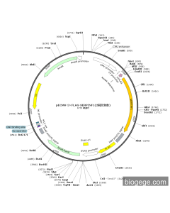 pECMV-3×FLAG-SERPINF1(2synonymous mutations)