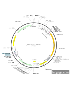 pECMV-3×FLAG-ZMYND10