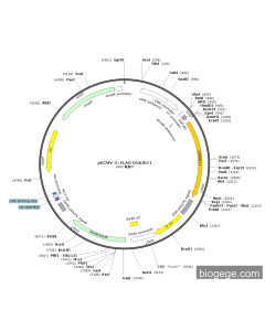 pECMV-3×FLAG-DNAJB11