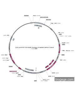 L201 pLVPTH2-tTR-KRAB-Cerulean-scrambled-shRNA-Control