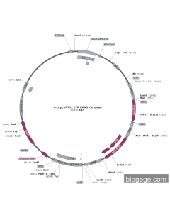 041 pLVPTH2-tTR-KRAB-Cerulean