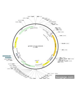 pECMV-3×FLAG-ZSCAN9