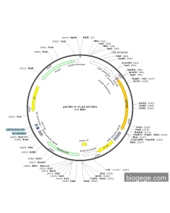 pECMV-3×FLAG-SETDB1