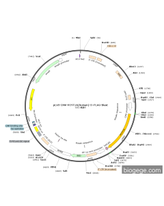 pLV3-CMV-PCYT1A(human)-3×FLAG-Blast
