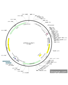 pCDNA3.1-3×Myc-N