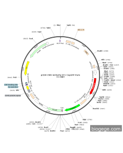 pCDH-CMV-mCherry-EF1-CopGFP-Puro