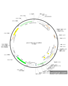 pLL3.7-Hsa-Let-7a-1miRNA