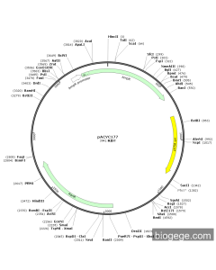 pACYC177