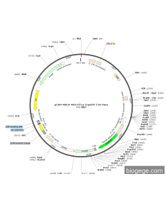 pCDH-MSCV-MCS-EF1a-CopGFP-T2A-Puro