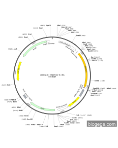 pCDNA3.1-MAPK14-6×His