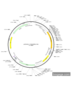 pCDNA3.1-TNFAIP8L3-HA