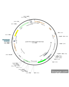 pLVX-EF1α-IRES-EGFP-PGK-Puro