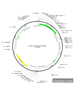 pFA6a-GFP(S65T)-kanMX6
