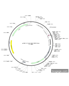 pCMV-3×FLAG-MCS-IRES-Puro